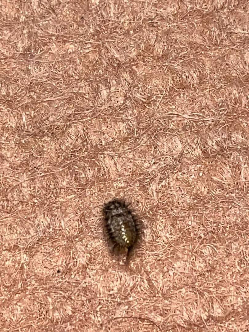 بید روی موکت/بیاتوکالا